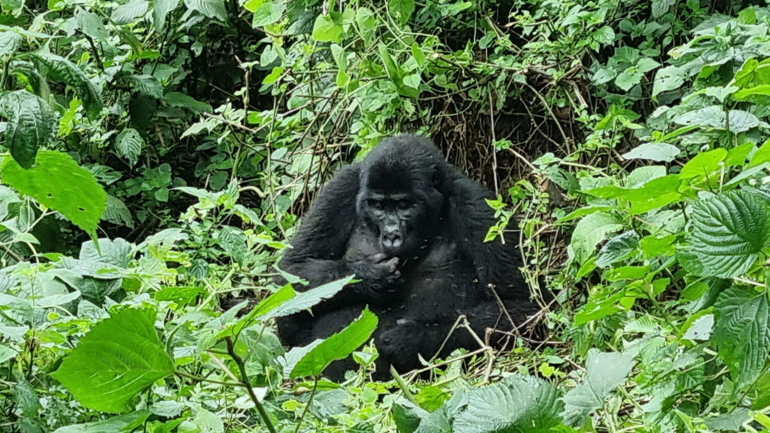 Bild eines Gorillas in Uganda